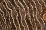 Woolly Mammoth Molar Slab - Siberia #215397-1